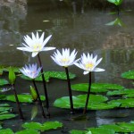 Waimea Valley, 2.19.12