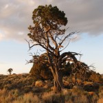 Twisted Tree