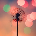 makeawish